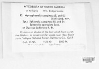 Mycosphaerella caespitosa image
